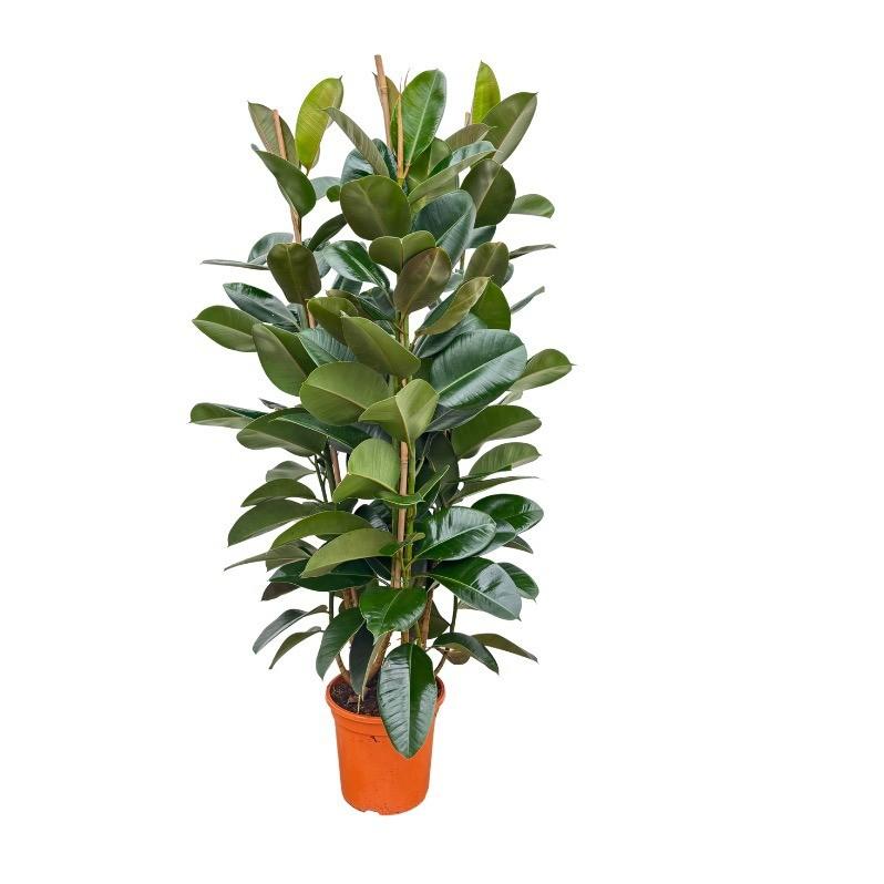 Dracaena surculosa