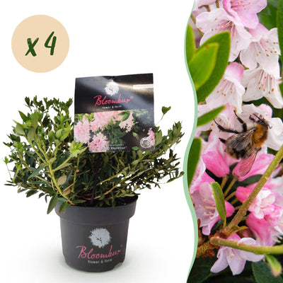 Zwergrhododendron 'Bloombux Hellrosa' - 4 Pflanzen im 17cm Topf