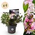 Dwarf Rhododendron 'Bloombux Light Pink' - 4 plants in 17cm pots Bild 1
