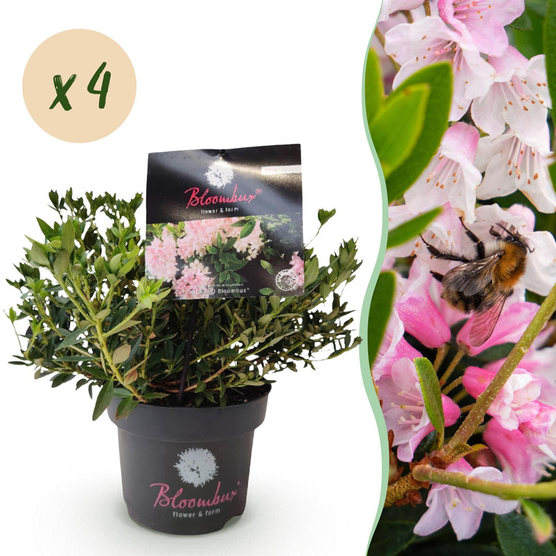 Dwarf Rhododendron 'Bloombux Light Pink' - 4 plants in 17cm pots