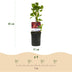GreenboutiQ Wilde Wein 'Engelmannii' - 2x Kletterpflanze, Rotfärbung Bild 3