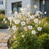 Green boutiQ - Perennial - Anemone hybr. Hon. Jobert - Autumn Anemone - Shade - White - 6 Plants - Pot 11cm - Height 15-25cm Bild 10