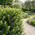 Green boutiQ - 40x Ilex crenata Golden Gem - Japanische Stechpalme - Heckenpflanzen - Immergrün - Gelb - Topf 9cm - Höhe 20-30cm Bild 12