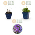 Green boutiQ - Perennial - Campanula portenschlagiana Tricolour - Peachleaf Bellflower - Ground Cover - Purple - Pink - White - 6 Plants - Pot 11cm - Height 15-25cm Bild 3