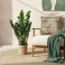 Zamioculcas ZZ-Pflanze im Korb, Grün, Topf 21cm, 80-90cm Bild 5