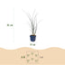 Green boutiQ - Gräser - Miscanthus sin. Gracillimus - Pampasgras - Mit Blüte - Grün - 12 Pflanzen - Topf 11cm - Höhe 15-25cm Bild 3