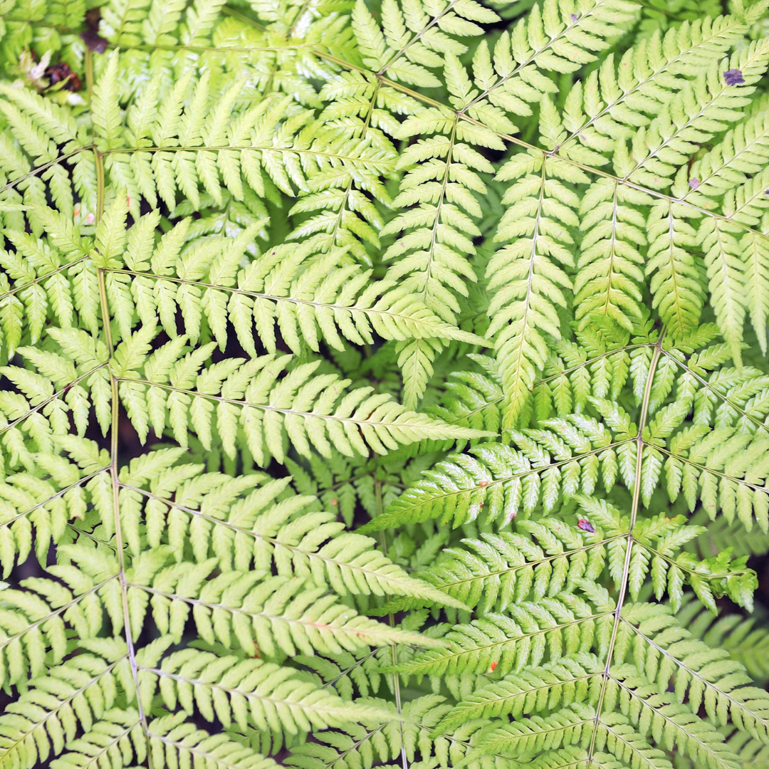 24x Dryopteris filix-mas - ↕10-25cm - Ø9cm