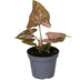 Syngonium Pink Splash: Bunte Zimmerpflanze mit tropischem Flair Bild 1