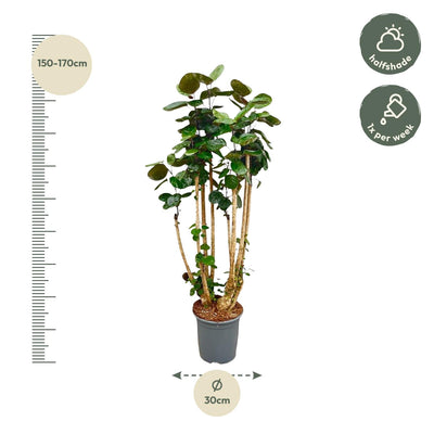 Polyscias Fabian XXL - Üppige Zimmerpflanze, 150cm, ⌀30
