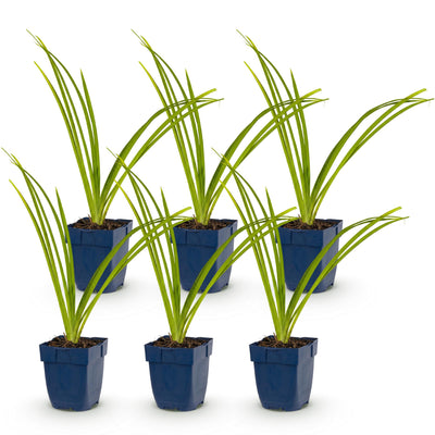 Green boutiQ - Perennial - Hemerocallis Pink Damask - Daylily - Bee and Butterfly Attractors - Pink - 6 Plants - Pot 11cm - Height 15-25cm