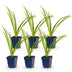 Green boutiQ - Perennial - Hemerocallis Pink Damask - Daylily - Bee and Butterfly Attractors - Pink - 6 Plants - Pot 11cm - Height 15-25cm Bild 12