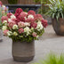 Panicle Hydrangea Groundbreaker Ruby, winter hardy, red, 4 plants Bild 5