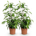 Green boutiQ - Zimmerpflanzen - Dracaena surculosa - Drachenbaum - Wenig Pflege - Grün - 2 Pflanzen - Topf 17cm - Höhe 60-70cm Bild 2