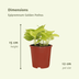 Epipremnum Golden Pothos Set of 4, Ø12cm, Houseplant Bild 2