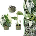 3x Baby Variegata Mix - Tropische Raritäten, Ø6cm Bild 1