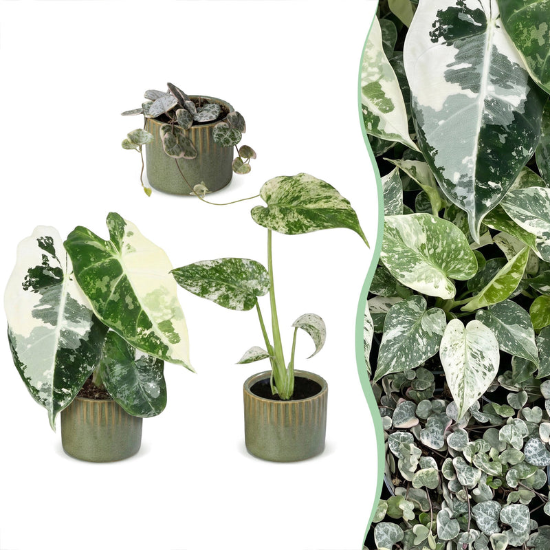 3x Baby Variegata Mix - Tropische Raritäten, Ø6cm