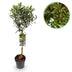 GreenboutiQ Olivenbaum Stamm Olea Europaea - Immergrün, Winterhart - Topf 19cm, H90cm Bild 1