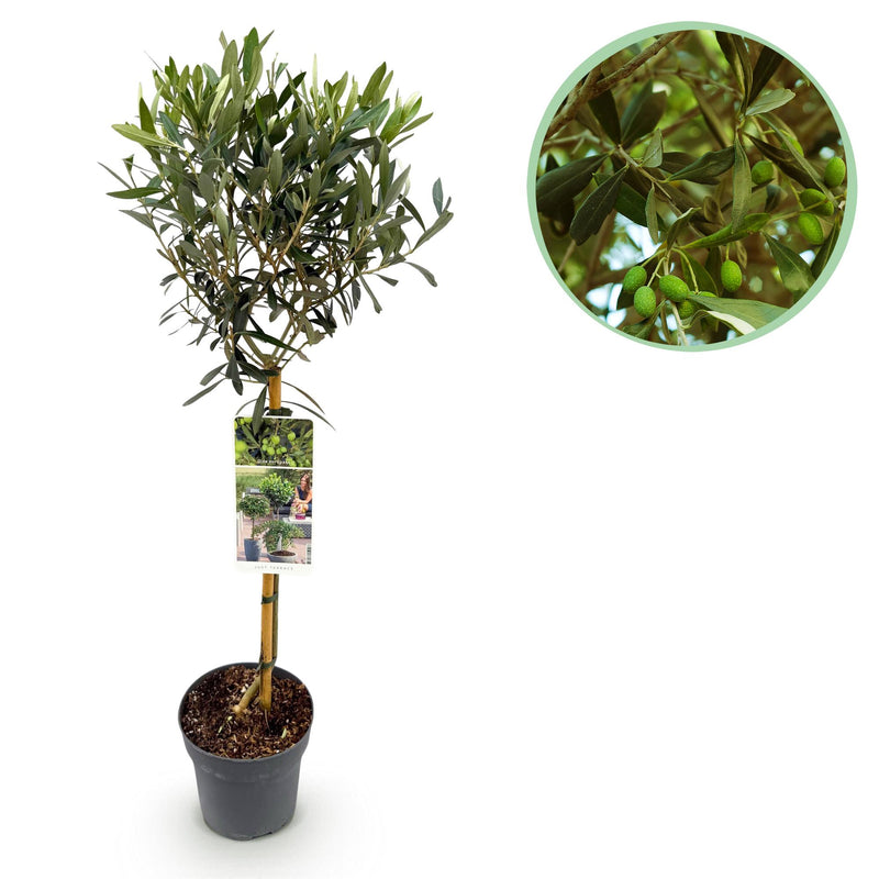 GreenboutiQ Olivenbaum Stamm Olea Europaea - Immergrün, Winterhart - Topf 19cm, H90cm