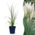 Green boutiQ - Gräser - Cortaderia sell. Pumila - Zwerg-Pampasgras - Mit Feder - Grau - 12 Pflanzen - Topf 11cm - Höhe 15-25cm Bild 1