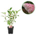 GreenboutiQ - Rispenhortensie - Hydrangea panniculata Vanille Fraise - Blüte Weiß Rosa - 1 Pflanze - Laubabwerfend - Große Blumen - Topf 17cm Höhe 50cm Bild 1