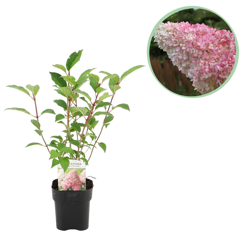 GreenboutiQ - Rispenhortensie - Hydrangea panniculata Vanille Fraise - Blüte Weiß Rosa - 1 Pflanze - Laubabwerfend - Große Blumen - Topf 17cm Höhe 50cm