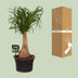 Beaucarnea Nolina (Elephant's Foot) Ø19cm, 60cm - Air-purifying houseplant Bild 4