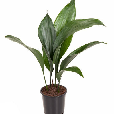 Aspidistra Elatior P13 - Ø13cm - ↕50cm