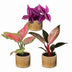 3x Baby Paradise Mix – Tropisches Trio in Rosa-Tönen, Ø6cm Bild 1