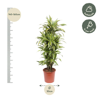 Dracaena Lemon Lime (150 cm) – Lebendige Blattpracht für Ihr Zuhause