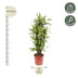 Dracaena Lemon Lime (150 cm) – Vibrant Foliage for Your Home Bild 2
