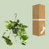 Epipremnum Aureum (Zimmerpflanze) Ø15cm - ↕25cm Bild 4