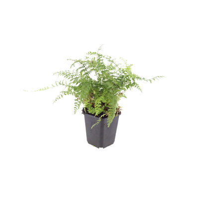 60x Polystichum set. 'Herrenhausen' - Farn, 10-25cm, Ø9cm