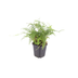 60x Polystichum set. 'Herrenhausen' - Farn, 10-25cm, Ø9cm Bild 2