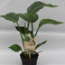Strelitzia Nicolai P13 - Exotische Zimmerpflanze im 13cm Topf Bild 2