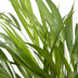 Dypsis Lutescens (Areca Palm) - Ø17cm Pot, ↕60cm - Easy-care Houseplant Bild 3