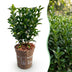 Green boutiQ - 16x Euonymus japonica Green Spire - Pfaffenhütchen - Heckenpflanzen - Immergrün - Grün - Topf 9cm - Höhe 20-25cm Bild 3