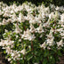 Gartenhortensie 'Living Infinity' – Winterhart, Weiß, 12cm Topf Bild 5