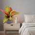 Philodendron Prince of Orange - 60cm - Ø19cm Pot Bild 2