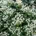 6x Anaphalis triplinervis (Pearly Everlasting) - 10-25cm Bild 6