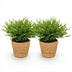 Green boutiQ Bamboo Grass 'Monica' - 2 plants in basket, 20cm high Bild 2
