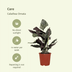 2x Calathea Ornata (Pinstripe Calathea) – 50cm – ø14cm Pot Bild 3