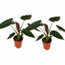 Alocasia Wentii 2er Set - Ø19cm - 85cm Höhe Bild 1