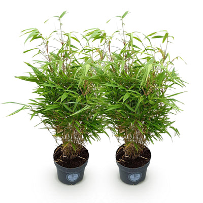 Fargesia Rufa Bambus - Nicht Ausbreitend - 2 Pflanzen - Topf 23cm
