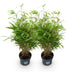 Fargesia Rufa Bamboo - Non-Spreading - 2 Plants - 23cm Pot Bild 2