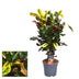 Croton Mammi: Colorful Houseplant in a Ø17cm Pot, 60cm Tall Bild 2