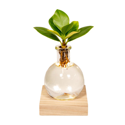 Clusia im Glas mit LED, Ø4cm, H10cm