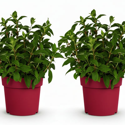 Rispenhortensie 'Groundbreaker Ruby' - 2 Pflanzen, winterhart, rot