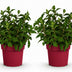 Rispenhortensie 'Groundbreaker Ruby' - 2 Pflanzen, winterhart, rot Bild 2