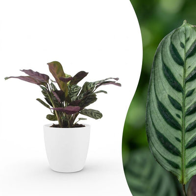 Green boutiQ - Ctenanthe Burle Marxii - Fischgräten-Gebetspflanze - 1 Pflanze - mit Weißem Topf - Topf 12cm - Höhe - 30cm