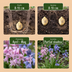 40x Spanische Hasenglöckchen Mix (Hyacinthoides Hispanica) - Verwilderungszwiebeln Bild 4
